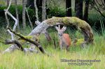 Taurusis elnias (Cervus elephus)